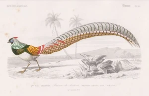 faisán faisán Phasianus amherstiae birds pájaros pájaro grabado en acero Orbigny 1861 - Imagen 1 de 1