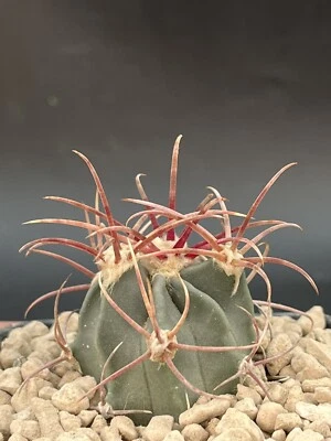 echinocactus parryi L 1372 Juarez Pot 7 Cm, Rare Plant, Own Roots