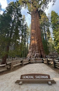 Impresión fotográfica de Red Woods General Sherman / Tú eliges el tamaño - Imagen 1 de 1