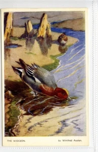 (KLj3057) Bird Series, The Widgeon, c1930 - Picture 1 of 2