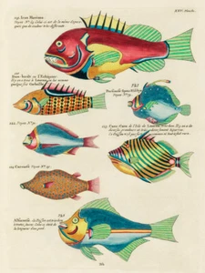 Ilustraciones de peces encontrados en Molucas Indonesia y las Indias Orientales 14 - Imagen 1 de 3