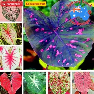 100Pcs Caladium Flower Seeds Rare 6 Kinds Color Perennial Garden Open Air Bonsai - Picture 1 of 5