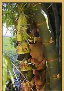 Giant Buddha's Belly bamboo. 50 seeds In Australia. - Foto 1 di 3