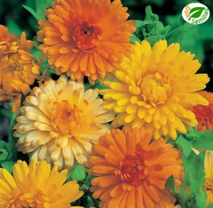 Calendula Doble ( Calendula officinalis ) 300 semillas - seeds - Caléndula - Imagen 1 de 1