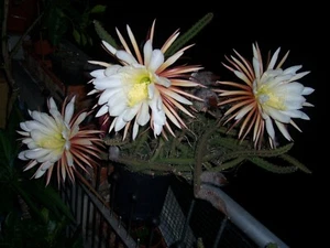 Kaktee Königin der Nacht 1 gr. dicker Ableger Kaktus Selenicereus grandiflorus - Bild 1 von 10