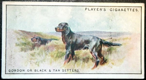 Gordon Setter Vintage 1924 illustrierte Hundekarte FD16M - Bild 1 von 2