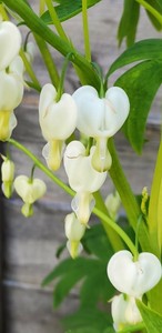  DICENTRA SPECTABILIS ALBA (BLEEDING HEART) WHITE BARE ROOT PERENNIAL PLANT