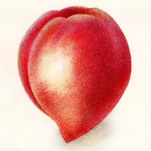 1903 D. G. Passmore's Magnífica Litografía de Frutas del USDA: 'VIV HILEY PEACH' - Imagen 1 de 4