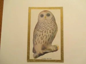 Cartolina Un vecchio gufo saggio - Foto 1 di 2