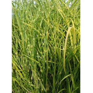 Miscanthus sinensis 'Zebrinus' - Chinaschilf Zebragras Ziergras - Bild 1 von 3