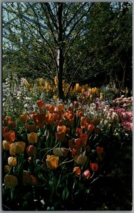 Espectáculo de Pascua - Tulips Mitchell Park Milwaukee Wisconsin Postal H797 - Imagen 1 de 2