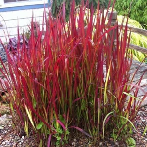 Japanese Blood Grass x 1 Plant " Imperata Rubra " - Perennial - Ornamental Grass - Picture 1 of 4