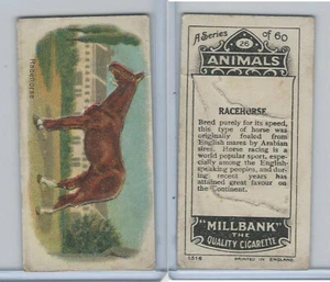 C40 British American Tobacco, Animals, 1916, #26 Race Horse - Picture 1 of 1