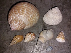Schneckenhäuser: internat. Sammlung: 7 Stück: conus miliaris, Hornschnecke u.a. - Bild 1 von 2