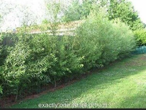 50 Austree Hybrid Willow Hedge Tree Cuttings Propagation Fast Growing Privacy - Picture 1 of 12