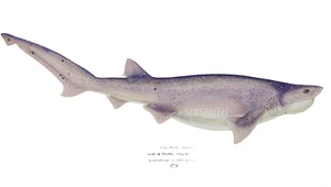 Tigerhai Illustration Fine Art Giclée hochauflösender 8x10 Druck - Bild 1 von 2