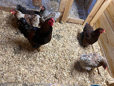 6 Blue Laced Red Wyandotte Hatching Eggs