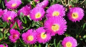 10x PINK PIGFACE CUTTING, UNROOTED - NATIVE SUCCULENT - Picture 1 of 2