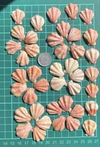 Natural Scallop Shell (Pectinidae) – Decorative Collection from Japan 2 - Picture 1 of 4