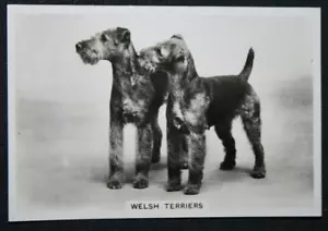 Welsh Terrier Vintage 1930er Jahre Hund Fotokarte - Bild 1 von 2