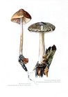 Mycologie, champignons, champignons parasites, maladie cryptogamique... Impression antique..1964..103