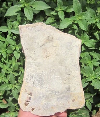 China Mesozoic Jurassic Period Tooth Fossil - Image 1 of 4