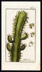 Antique Flora Print-EUPHORBIA OFFICINARUM-OFFICIAL SPURGE-Zorn-1796 - Picture 1 of 1