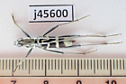 J45600. Insects, Cerambycidae Sp. Vietnam, Cao Bang