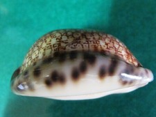 Cypraea Arabica 53.5 mm F+++/ Heavily callous  margin pattern WOW!!!