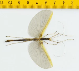 STICK INSECT - Phasmidae sp - MALAYSIA - 8955 - Picture 1 of 1
