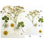 Real Dried Flower Natural Dry Plants For Candle Epoxy Necklace Making Craft DIY