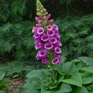 3 Purple Candy Digitalis Dalmatian Foxglove Plants. Live Plants - Picture 1 of 1