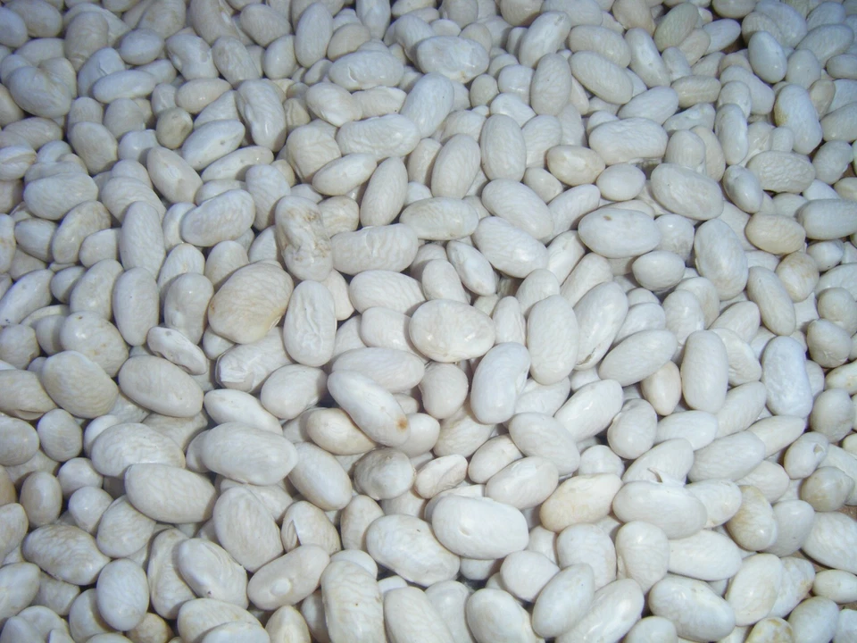 Más de 300 semillas de reliquia de frijoles grasos blancos Kentucky Cornfield 300+ enviadas por correo rápido Foto 1 de 4