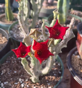 Caralluma socotrana huernia rara orbea suculenta stapelia planta semilla 3 semillas - Imagen 1 de 1