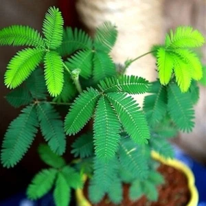 Seeds Sensitive Sleepy Mimosa Shame Touch-Me-Not Dwarf Flower 100 - Picture 1 of 7