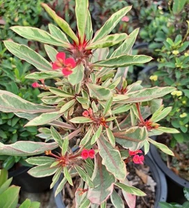 Crown of thorns Red variegated Thai Rooted Euphorbia Milii Corona De Cristo Rare - Picture 1 of 5