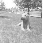 6E Photograph Cute Dog Schnauzer Low Grass Pov Portrait 1940