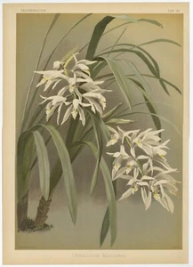Tab 66 Antique Print of an Orchid by Mansell (1888) - Picture 1 of 1