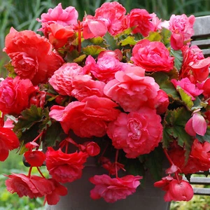 Begonia Odorata Pink Flamingo Perennial Flowering Plant for Baskets and Bedding - Picture 1 of 16