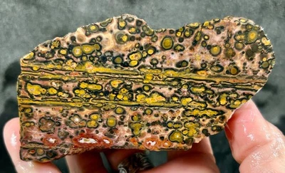 Leopard Skin Jasper End Rough! - Image 1 of 4