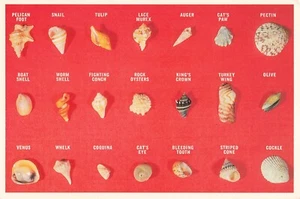 Seashells Sea Shells Ocean w Names Vintage Postcard - Picture 1 of 2