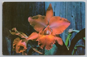 Potinara Red Friar Orchidee in Homestead Florida um 1960 Postkarte - Bild 1 von 2