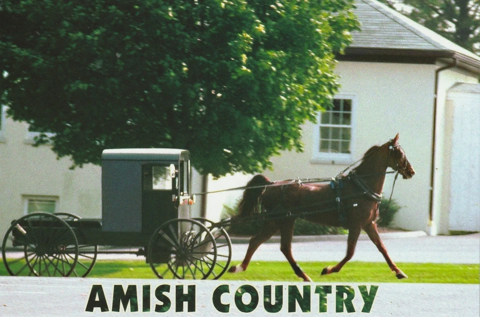 Caballo American Saddlebred en un buggy Amish, Lancaster, Pensilvania, postal Foto 1 de 1