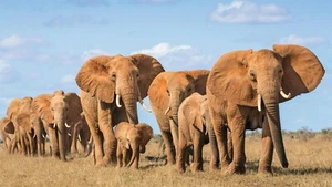 Pequeño póster de elefante (nuevo) - Imagen 1 de 2