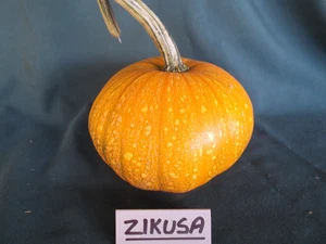 Pumpkin PORTUGUESE BLACK-Pumpkin Seeds-FAVOURITE AMONG LOCALS-Min 10 SEEDS - Picture 1 of 2