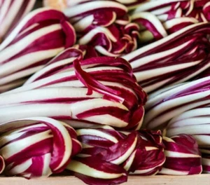 1000 SAMEN ROTE ZICHORIE VON TREVISO SPÄT - RADICCHIO - GEMÜSESAMEN - Bild 1 von 1