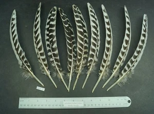 Nine Unmatched ~11" Barred Turkey Fly Tying Wing Quills Lot-SF 42 - Picture 1 of 4