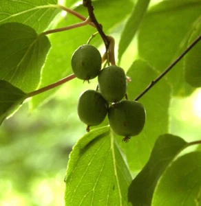 Mini-Kiwi Geneva 40-60cm - Actinidia arguta - Bild 1 von 1