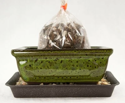 6" Rectangular Moss Green Shohin Bonsai  Pot + Soil + Tray + Rock + Mesh Kit - Image 1 of 4