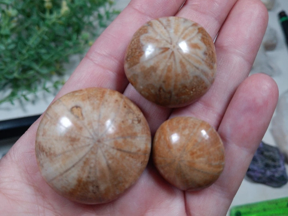 Lote de 3 especímenes fósiles equinoides Madagascar 0,9"- 1,4" Z2 Foto 1 de 1